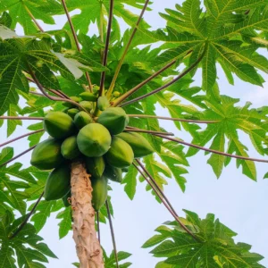 Papaya