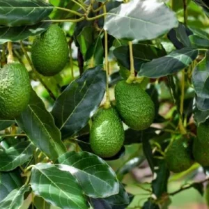 Palta