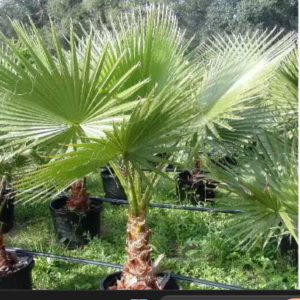 Palmera Washington