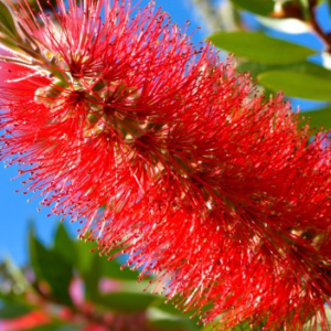 Calistemo / Limpiatubos