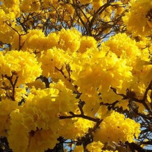 Lapachillo- Lapacho Amarillo