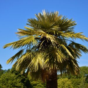 Palmera
