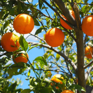 Citrus: Naranjo-Naranjo Agrio
